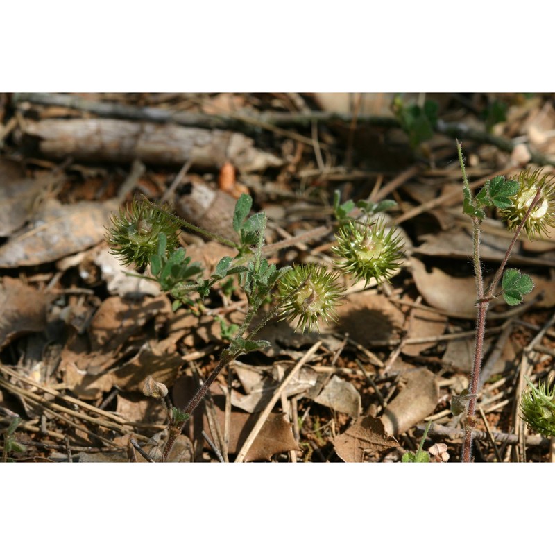 medicago disciformis dc.