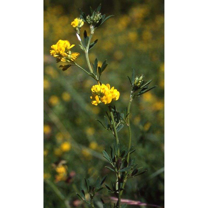 medicago falcata l.