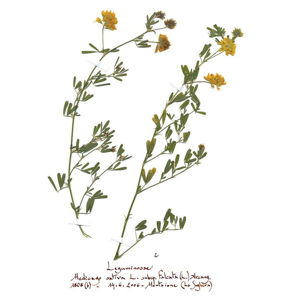 medicago falcata l.