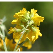 medicago falcata l.