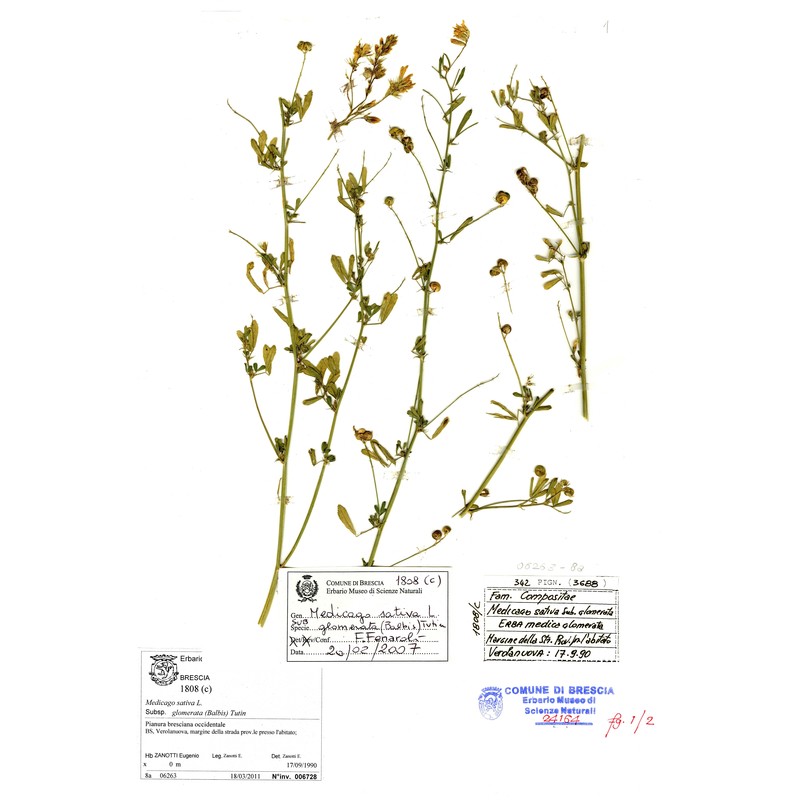 medicago glutinosa m. bieb.