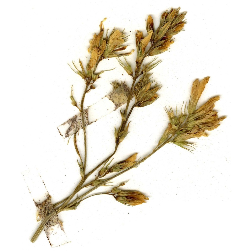 medicago glutinosa m. bieb.