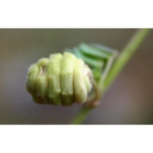 medicago heterocarpa spach