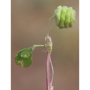 medicago heterocarpa spach