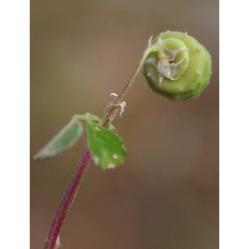 medicago heterocarpa spach