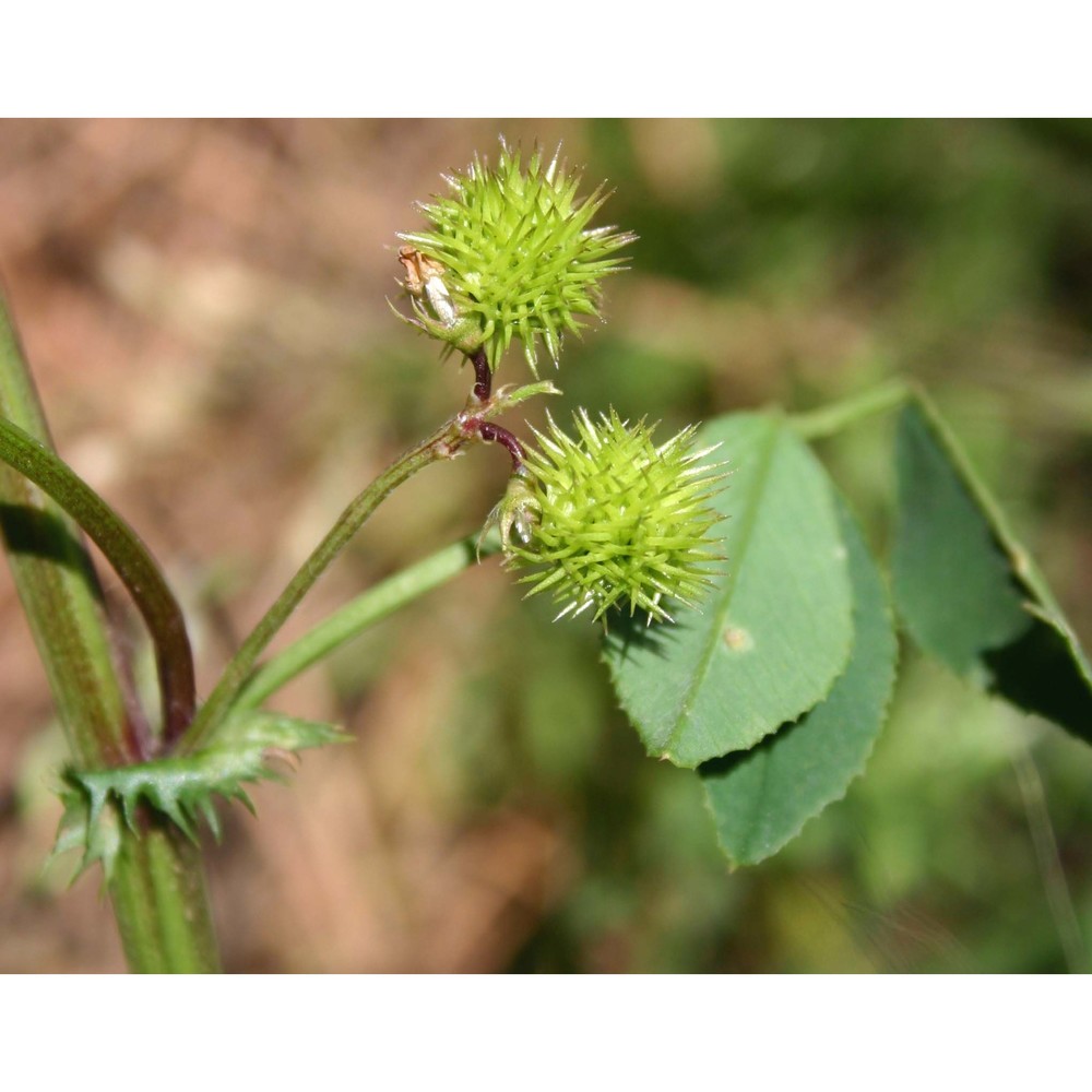 medicago intertexta (l.) mill.