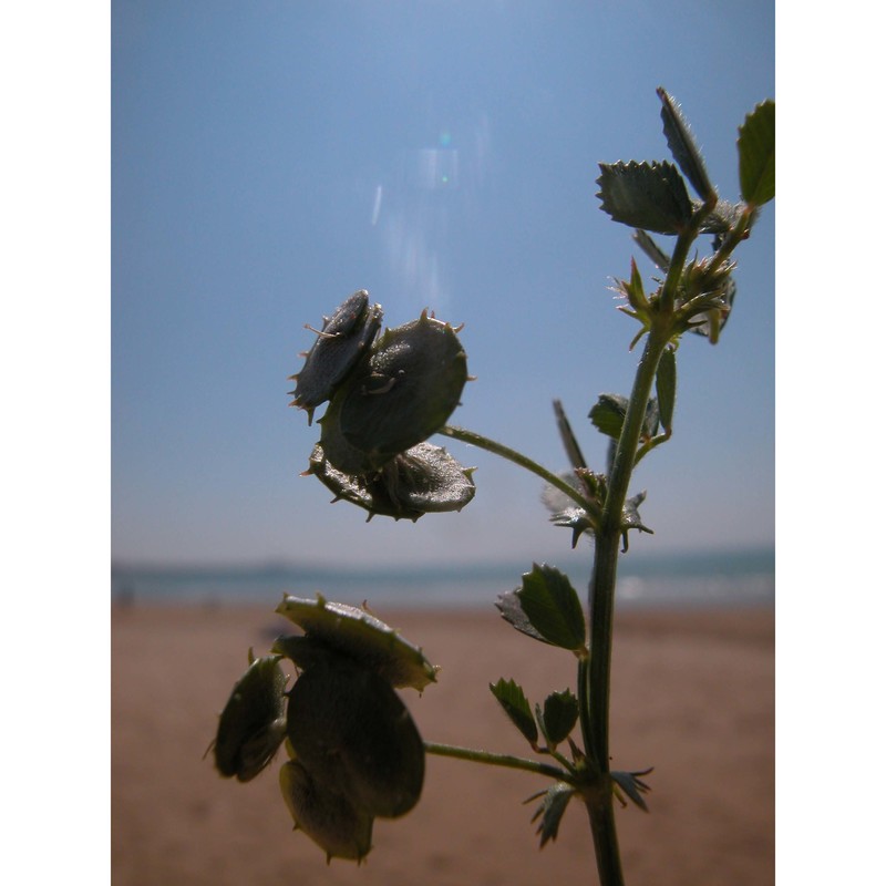 medicago italica (mill.) grande