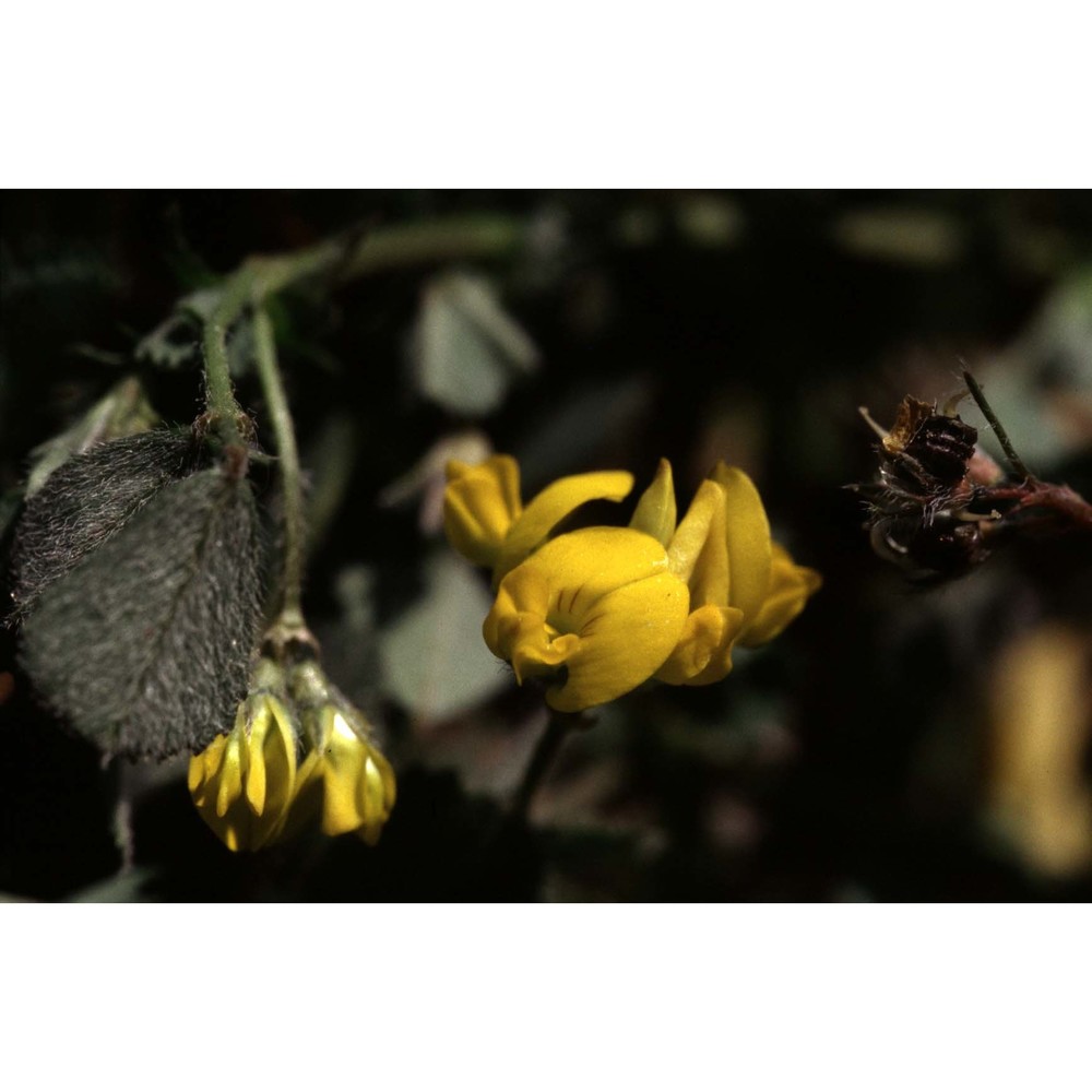 medicago italica (mill.) grande