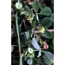 medicago laciniata (l.) mill.