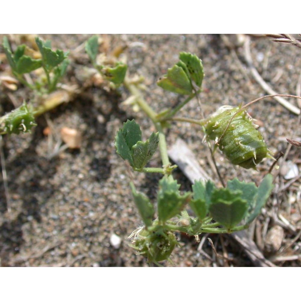 medicago littoralis rohde ex loisel.