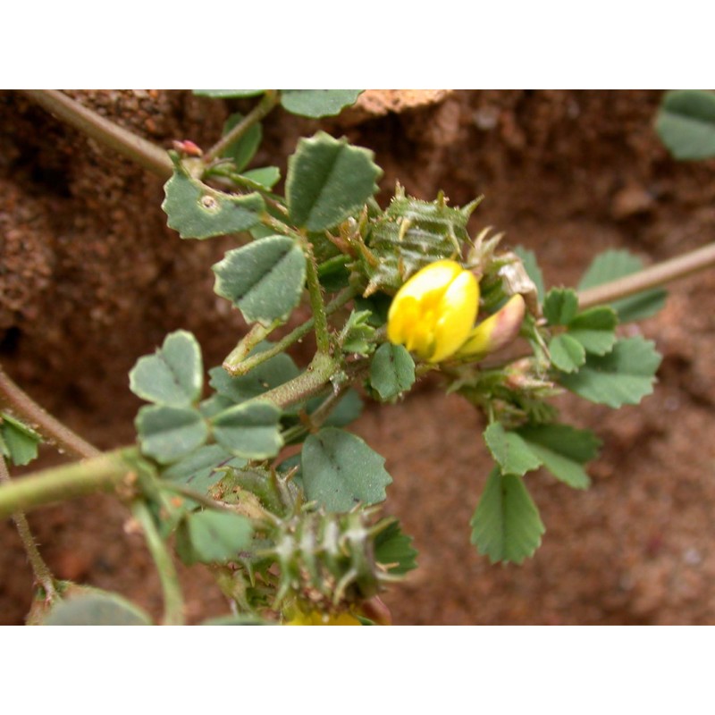 medicago littoralis rohde ex loisel.