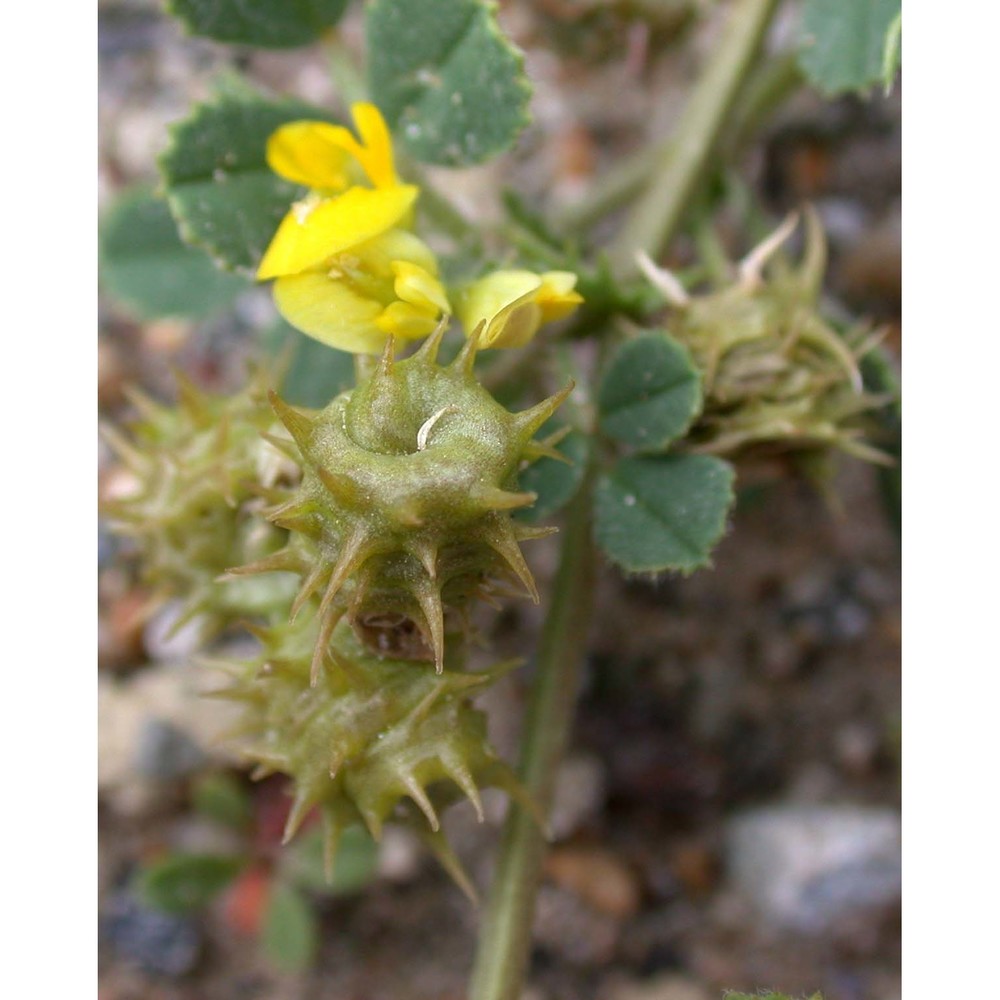 medicago littoralis rohde ex loisel.