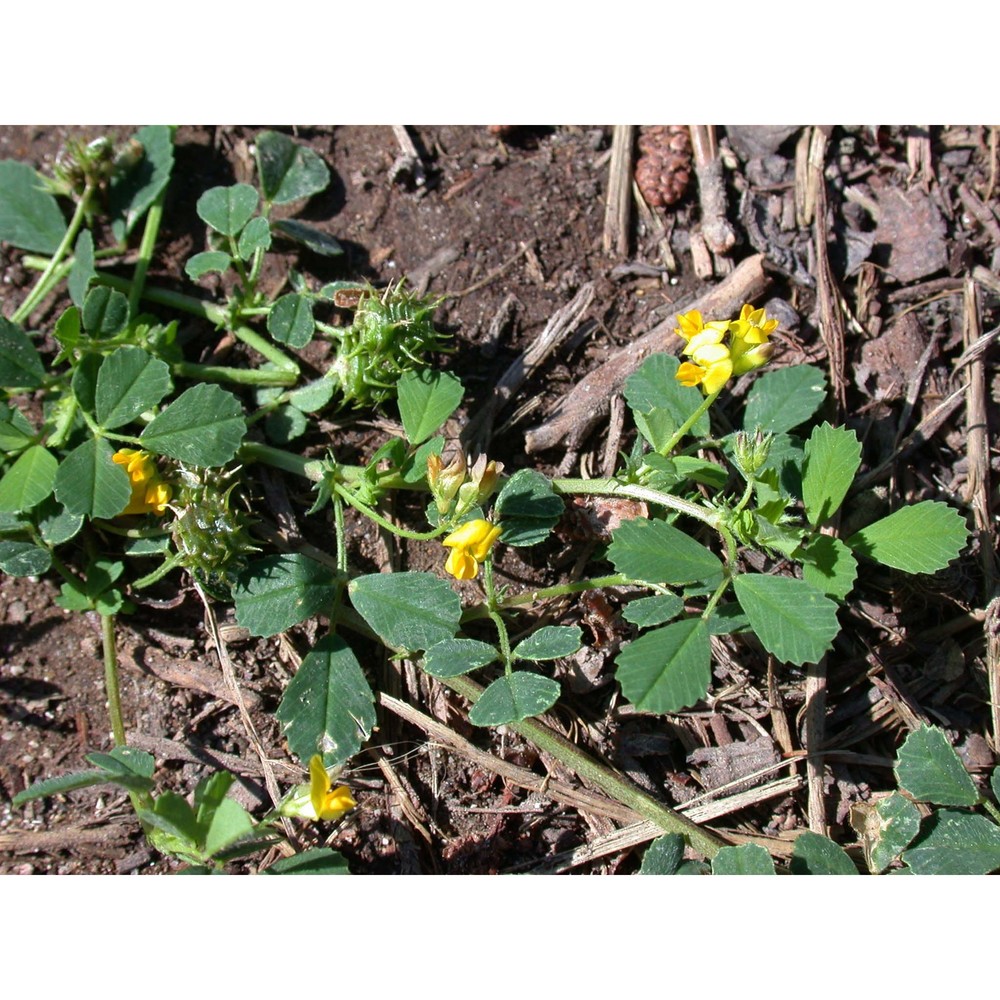 medicago littoralis rohde ex loisel.