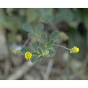 medicago lupulina l.