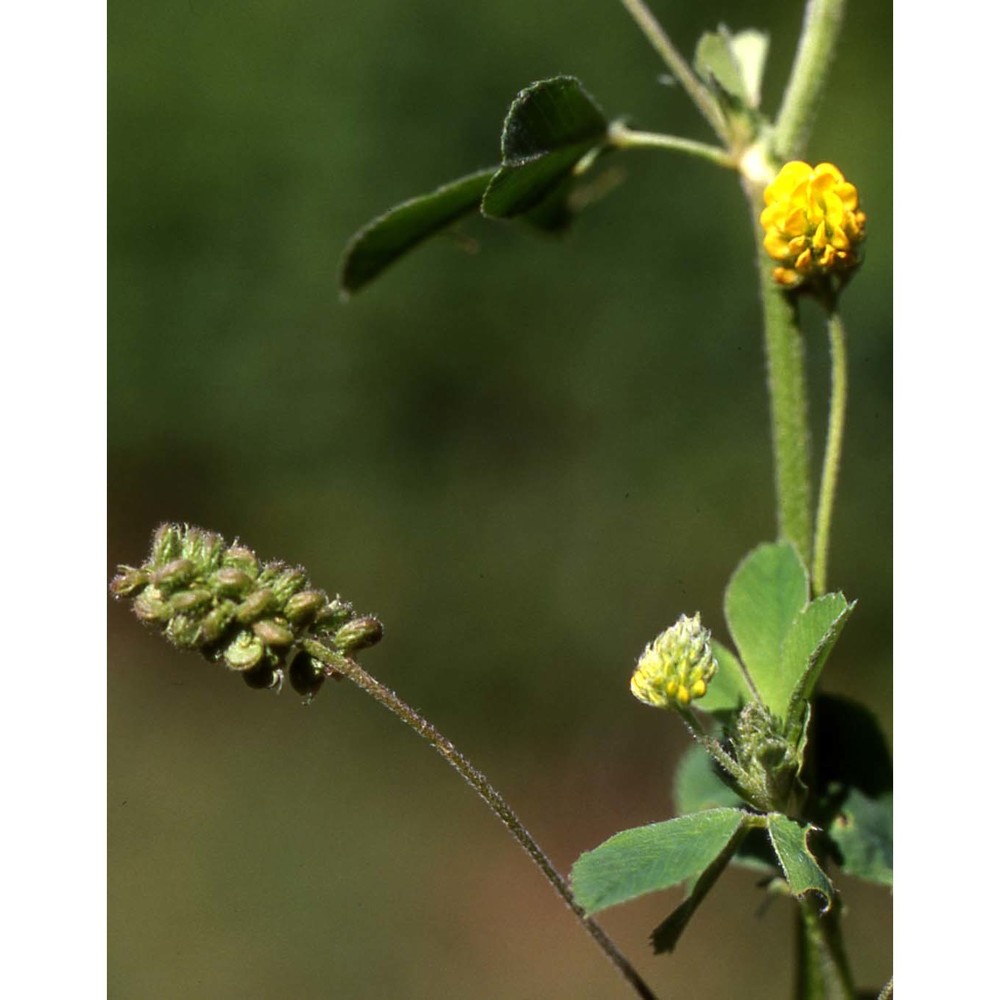 medicago lupulina l.