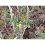 medicago minima (l.) bartal.