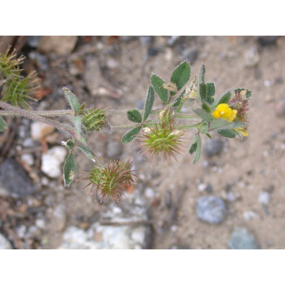 medicago minima (l.) bartal.