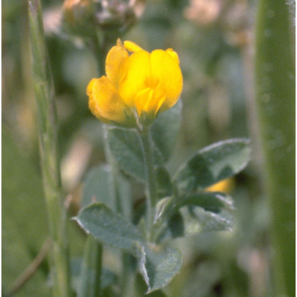 medicago minima (l.) bartal.