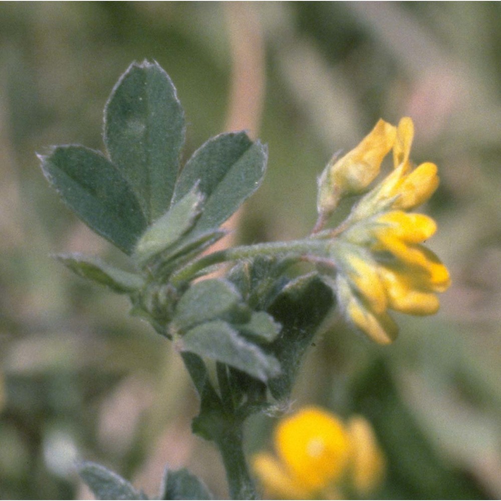 medicago minima (l.) bartal.