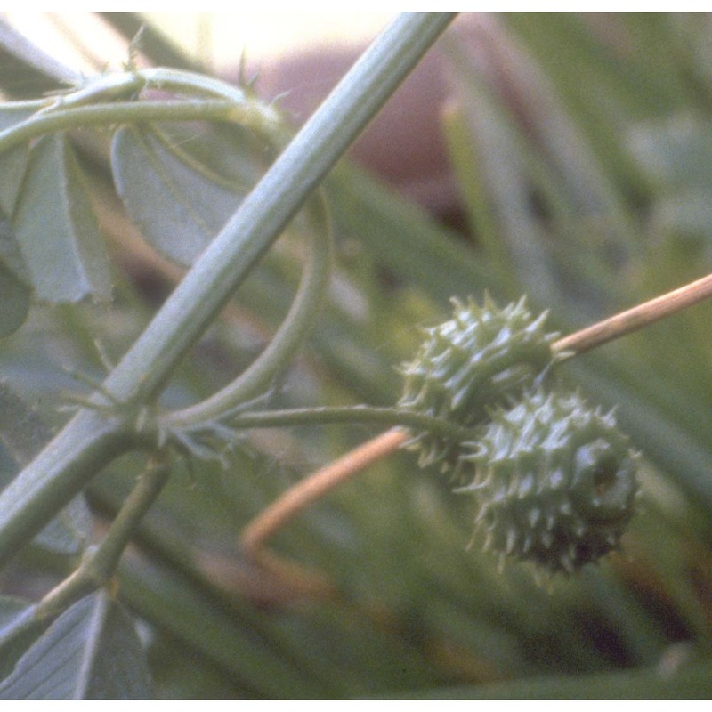 medicago murex willd.