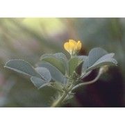 medicago murex willd.