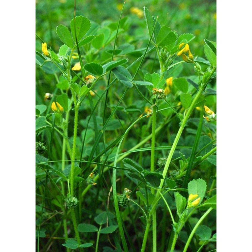 medicago muricoleptis tineo