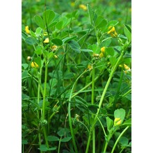 medicago muricoleptis tineo