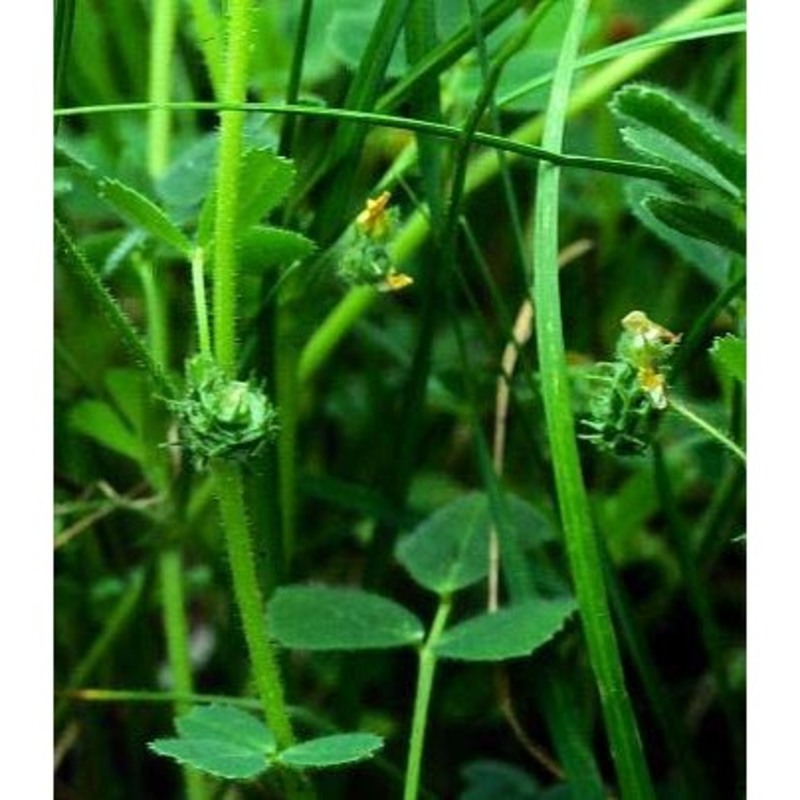 medicago muricoleptis tineo