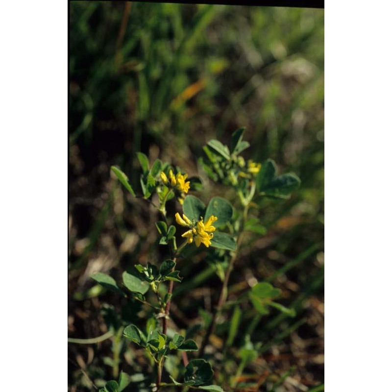 medicago pironae vis.