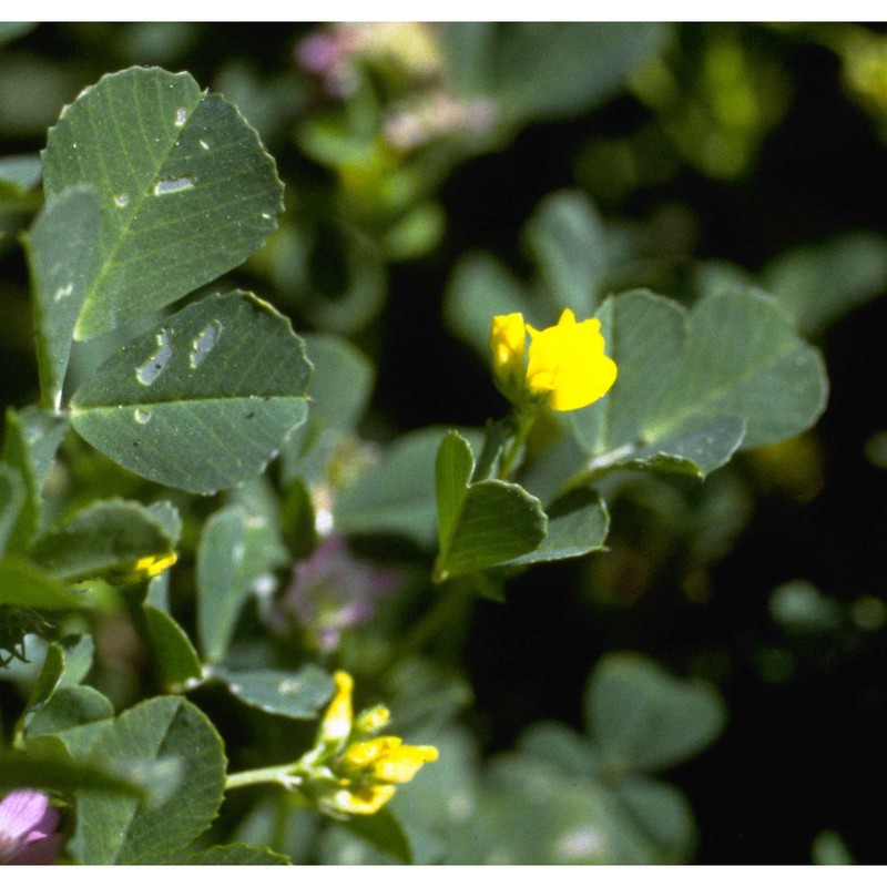 medicago polymorpha l.