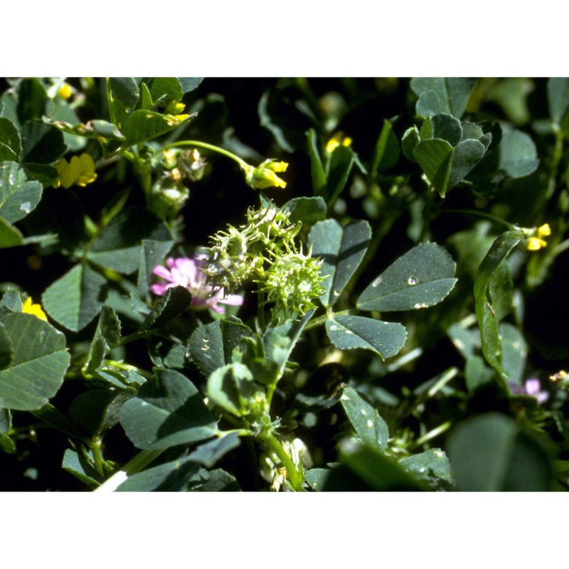 medicago polymorpha l.