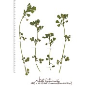 medicago polymorpha l.