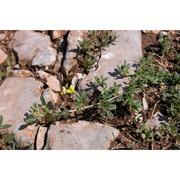 medicago prostrata jacq.