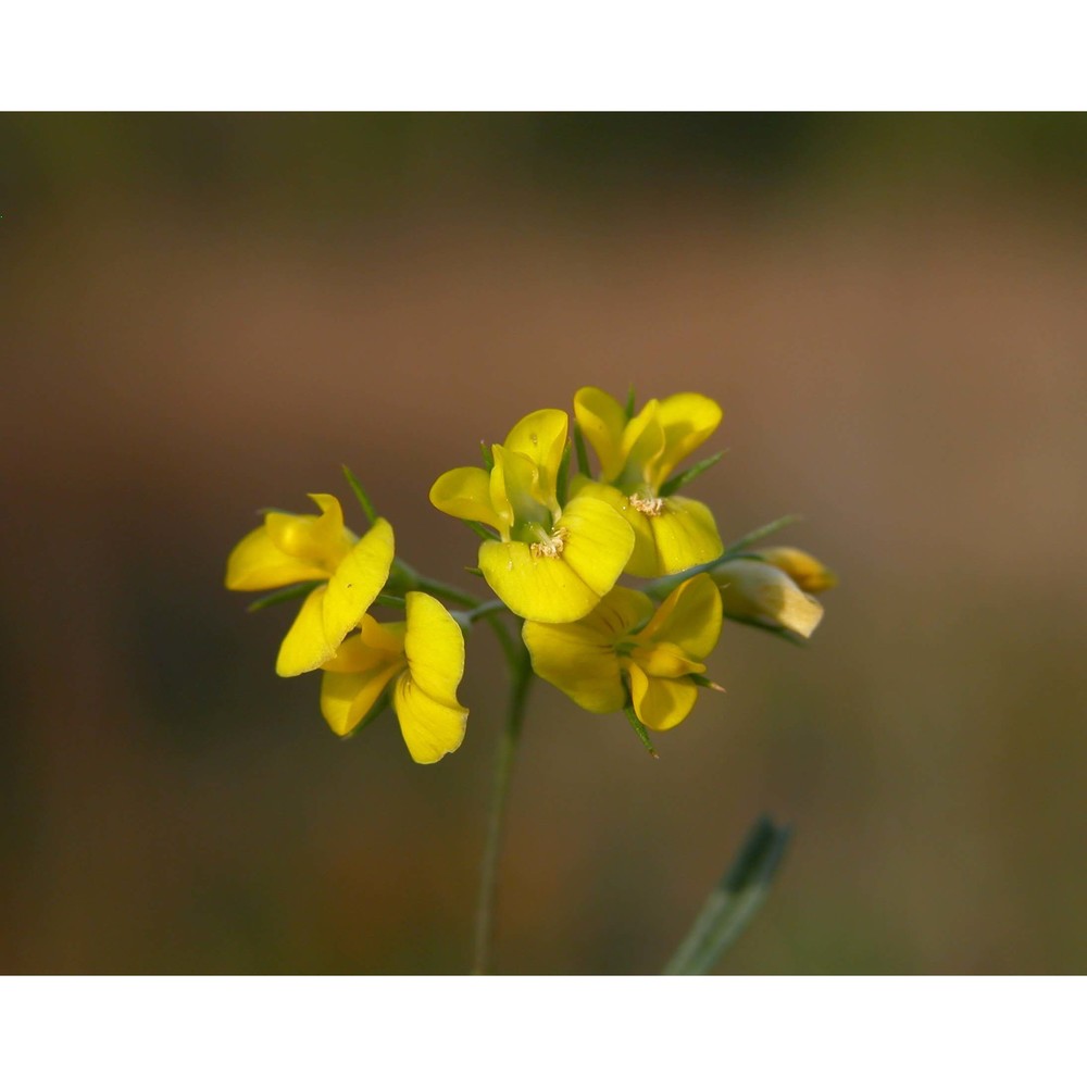 medicago prostrata jacq.