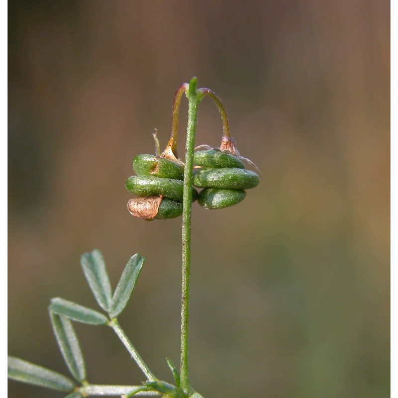 medicago prostrata jacq.