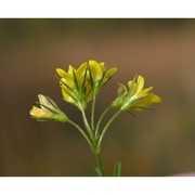 medicago prostrata jacq.