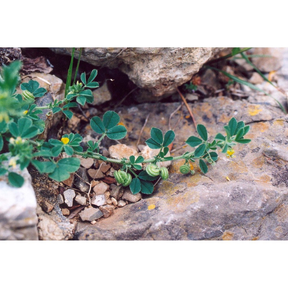 medicago rugosa desr.