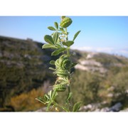 medicago rugosa desr.