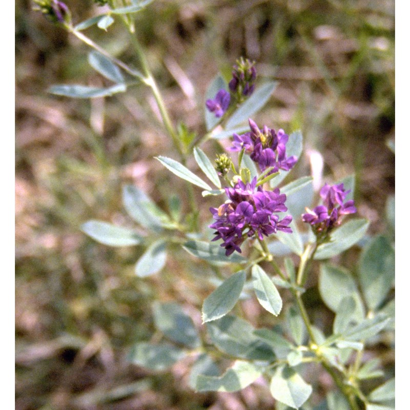 medicago sativa l.