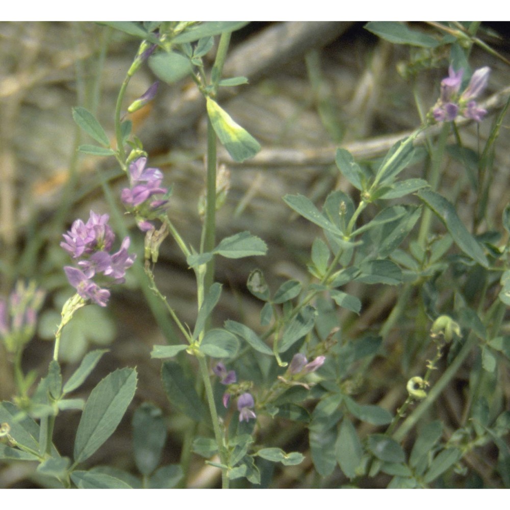 medicago sativa l.