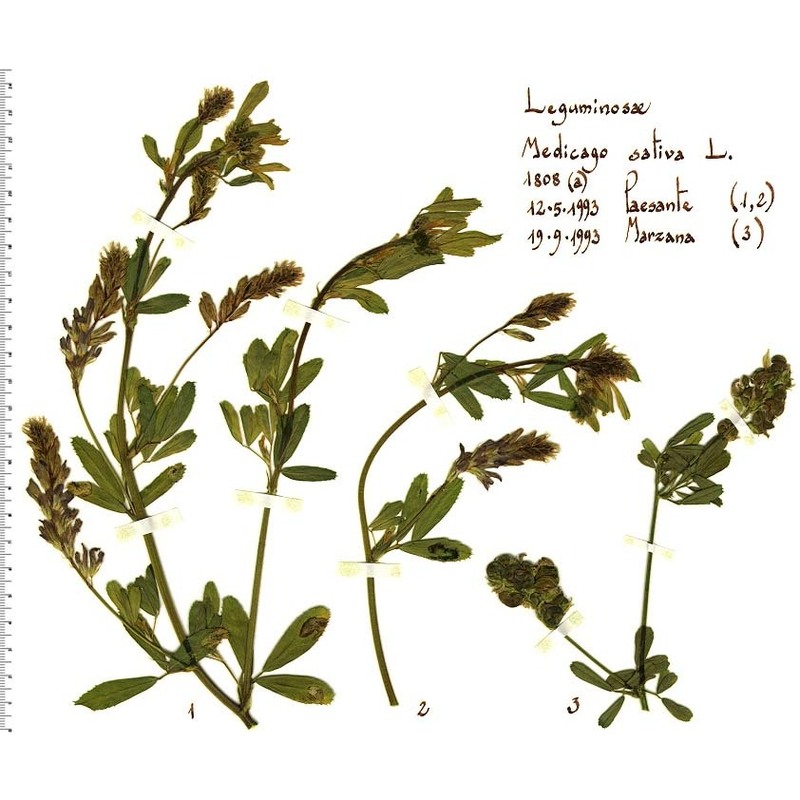 medicago sativa l.