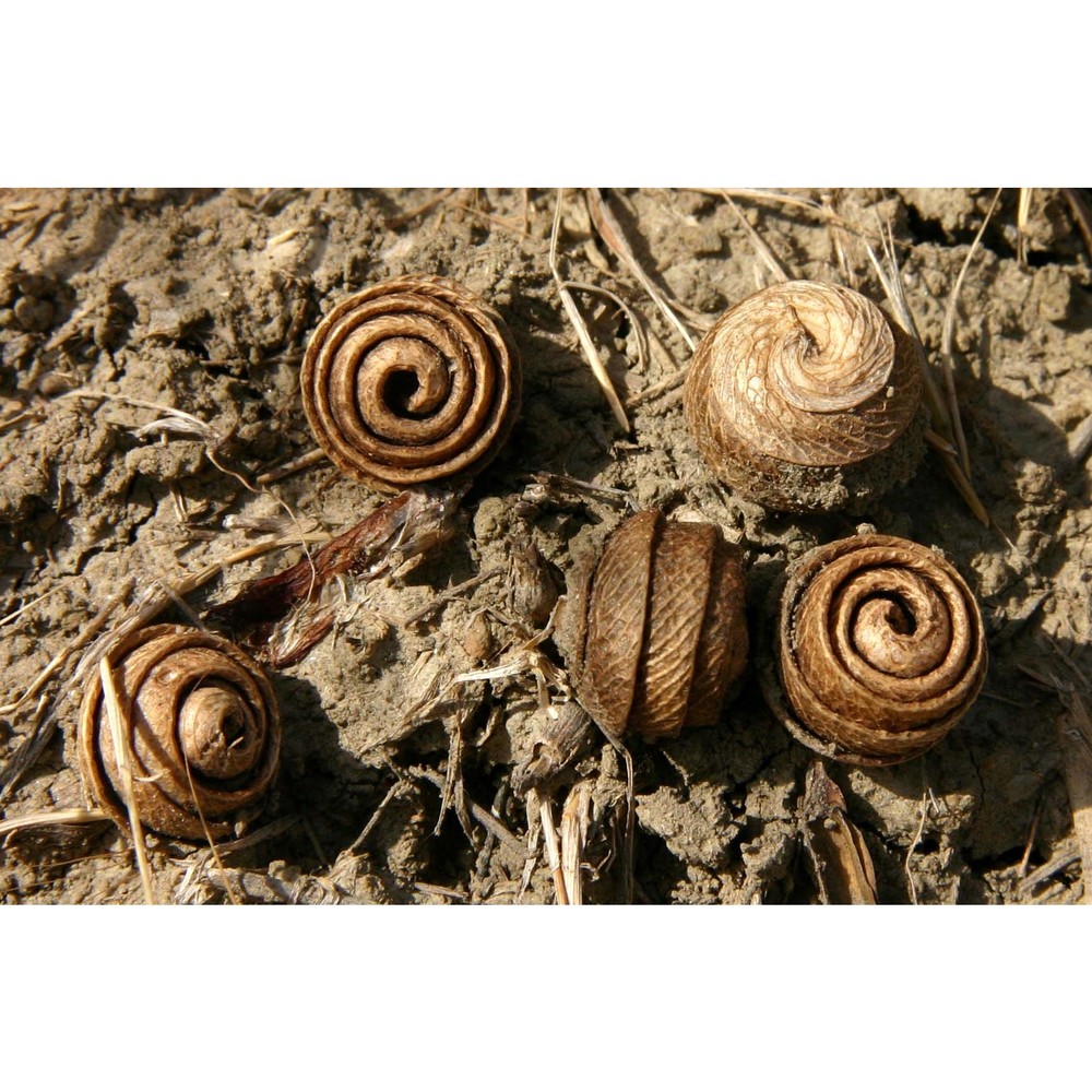 medicago scutellata (l.) mill.