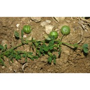 medicago scutellata (l.) mill.