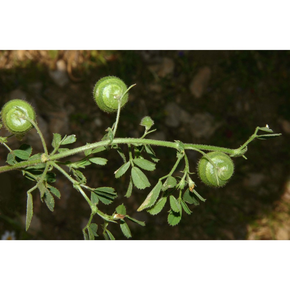 medicago scutellata (l.) mill.