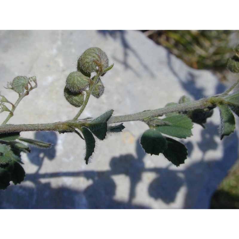 medicago secundiflora durieu