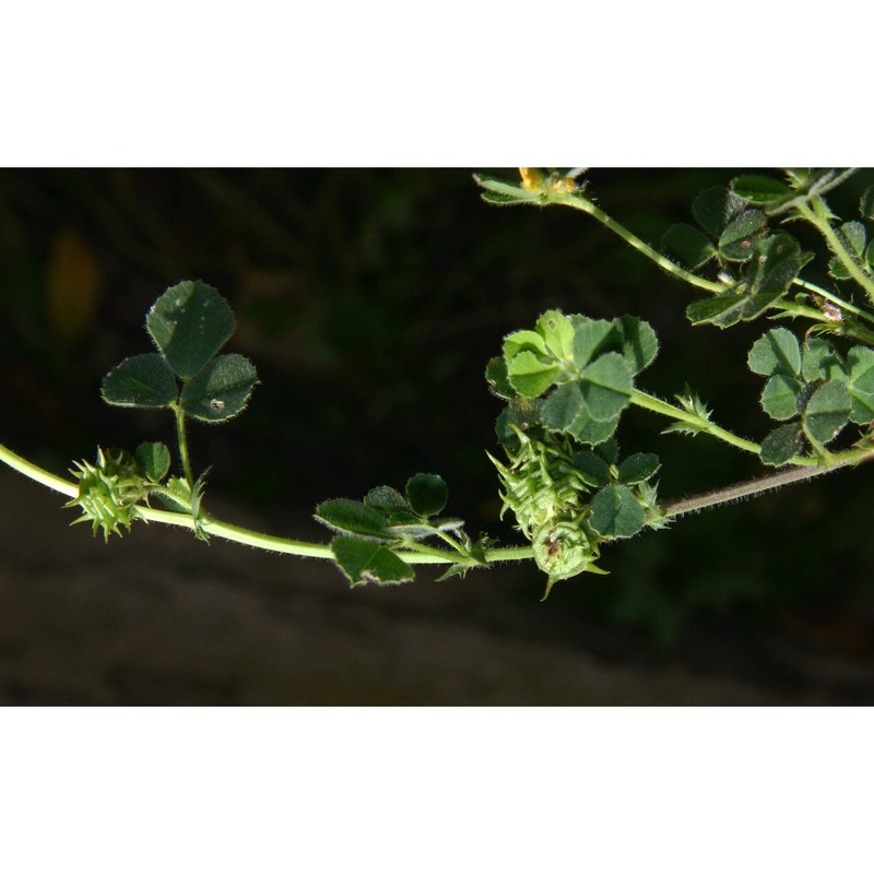 medicago truncatula gaertn.