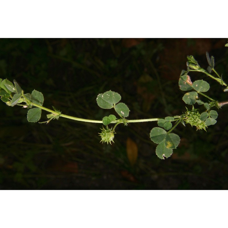 medicago truncatula gaertn.