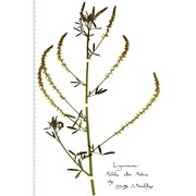 melilotus albus medik.