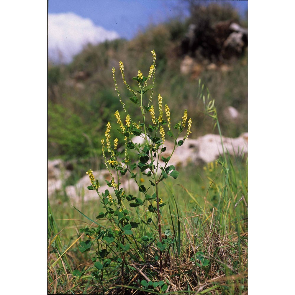 melilotus italicus (l.) lam.