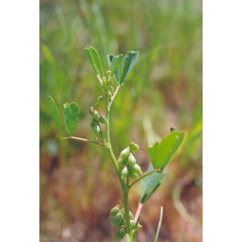 melilotus messanensis (l.) all.